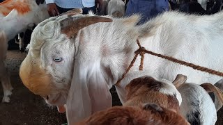 Ajmer Bakra Mandi Live Update 19/july /2022 //Mangalwar//8079067831 call #ajmer #mumbai #goatlover