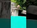 Cat Bush Playing #shorts #ytshorts #youtubeshorts #cat #playing