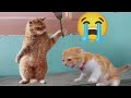 Funny cats  newest cute kitten 2024 1 cats vn
