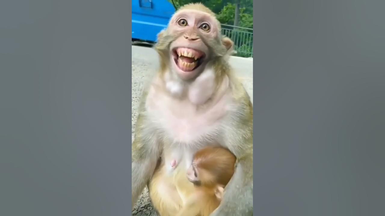 Khỉ cười vui ghê - YouTube