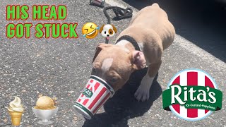 Most Wanted Kennels Weekly Vlog We Took Rock To Get Ritas