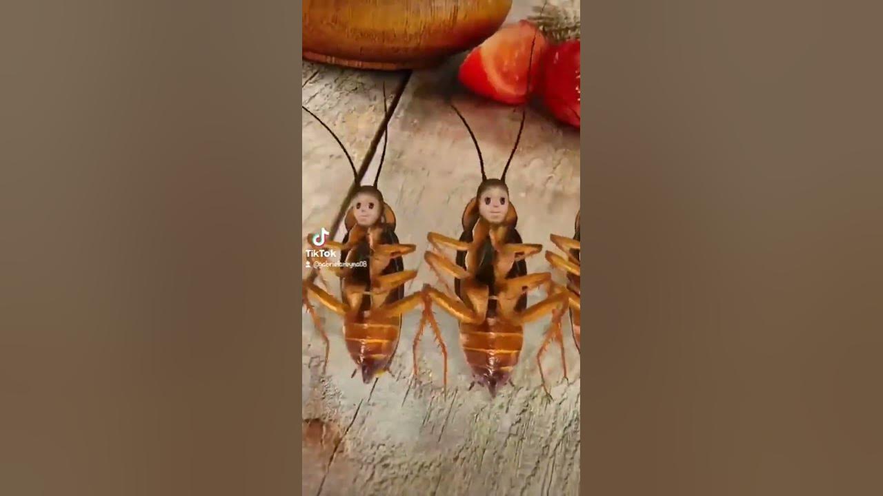 La canciรณn de la cucaracha ๐๐๐๐๐ La canciรณn de la cucaracha ๐๐๐๐๐