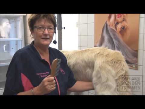 Video: Hoe Om 'n Retriever Te Voer