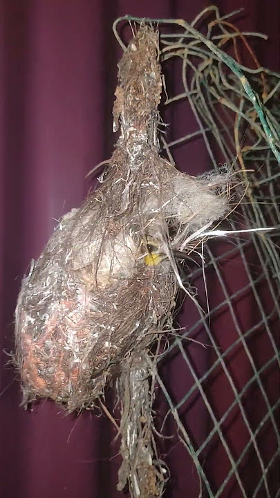 MaSih tereKaM pADa soGON GiLa nGeRAm#sogongacorngobra #birds #burungkicaudialamliar