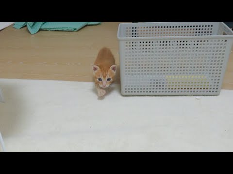 My Kitten Always Comes <strong>Running</strong> Whenever I <strong>Call</strong> Him