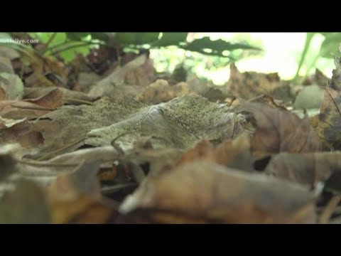 Video: Tree leaves in summer and autumn