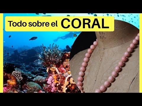 Video: Cómo Procesar Coral