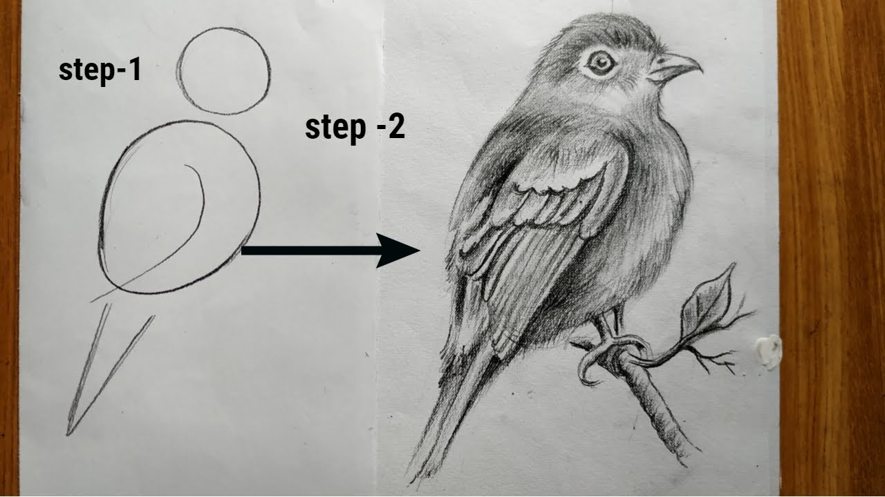 Cute Bird Sketching Drawing for Kindergarten