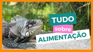 COMO cuidar de UMA IGUANA de ESTIMAÇÃO !! Alimentação/Habitat/ Manejo....