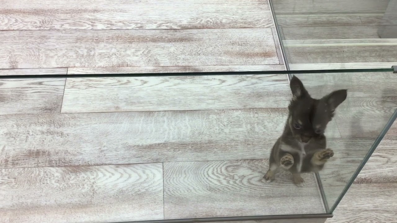 チワワ No.38131 ペットショッププチマリア - YouTube