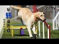 《玩转体育》第二集 敏捷犬出征记（2）| CCTV纪录