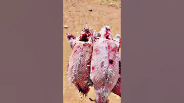 بط شرشير بلبول طبخات سهله كبسة صيد 