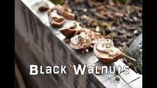 Harvesting the Black Walnut by The Northwest Forager 6,322 views 6 years ago 2 minutes, 48 seconds