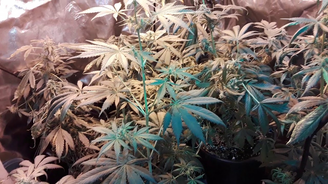 Mars Hydro TS 600 and garden update.