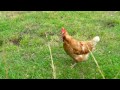 Medion Life P47011 Full HD Camcorder TEST HUHN