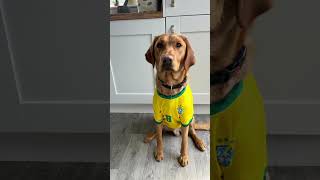 My dog #cute #foxred #frl #labrador #puppy #funny #fypシ #youtubeshorts #youtube