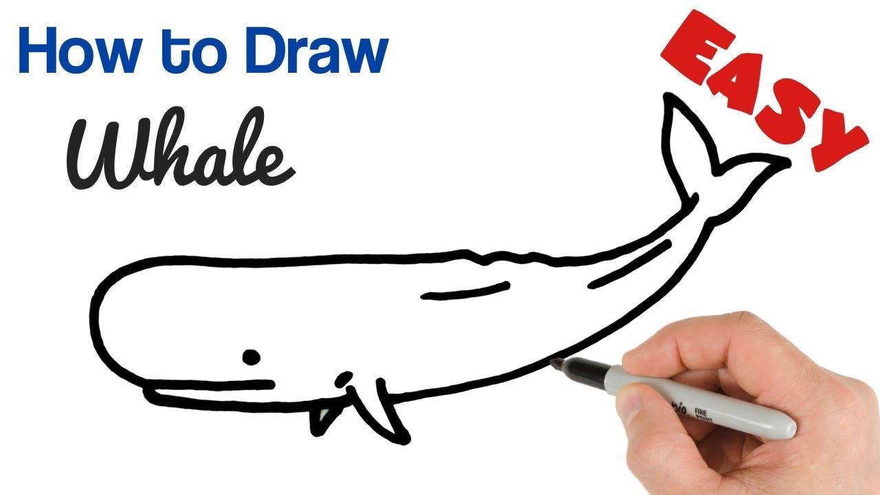 How To Draw A Whale Easy Art Tutorial For Beginners Easy Drawings For Beginners Art Tutorials Pottery Painting Designs