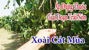 Áp dụng thuốc giai đoạn trái non - Xoài Mùa |Gốc Cù Lao|#0986289491