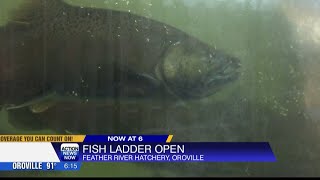 Feather River Fish Ladder reopened Friday