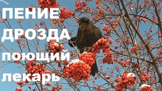 Пение Чёрного Дрозда Успокаивает Нервную Систему И Радует Душу.пение Это Высокачастотная Энергия!