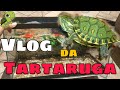 Como montar um aquário para Tartaruga Tigre D'água