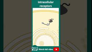 Intracellular receptors | cell signaling | cell bio in 1 minute