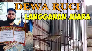 dewa ruci pleci langganan juara | pleci full nembak wit wit panjang | pleci G12 / G60 pcmi jakas