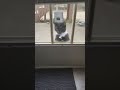 Cat peers through window with arms crossed