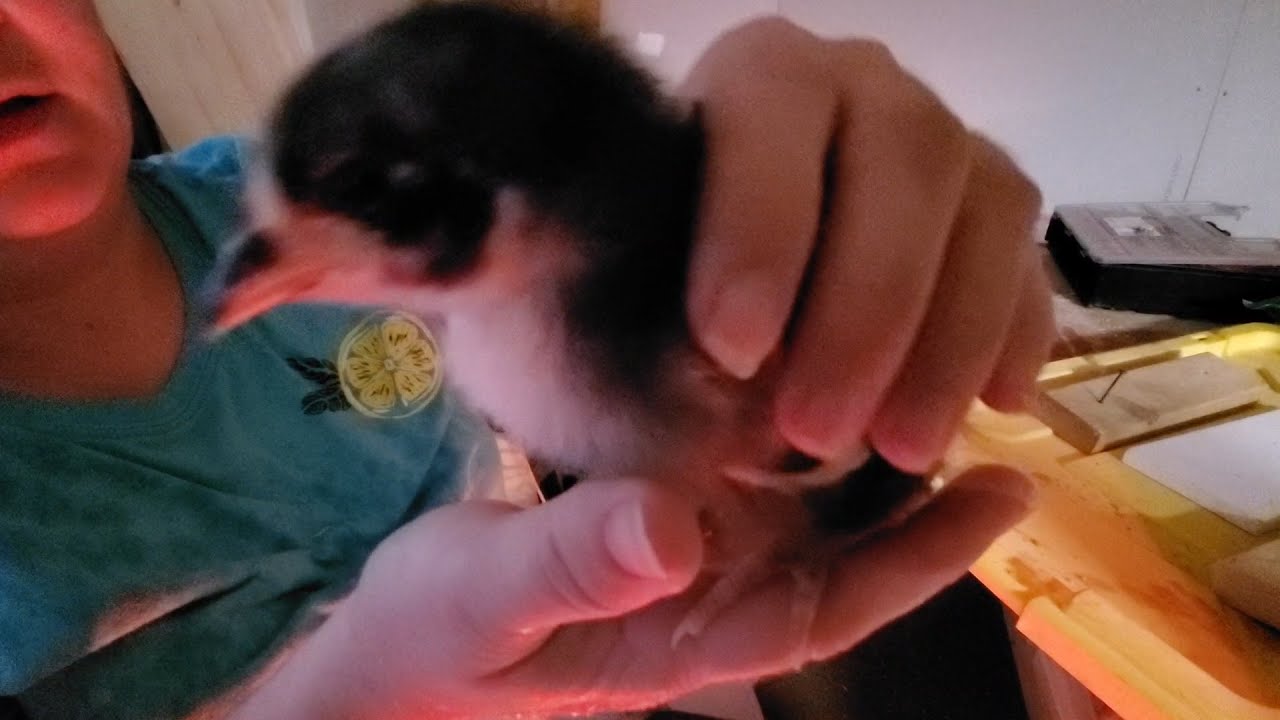 Building a chicken coop, check on the garden before the storm.