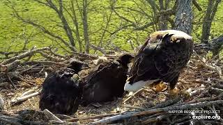 Decorah Eagles - North Nest 06.05.2024