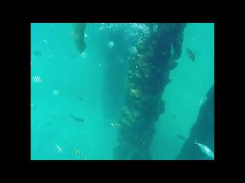 Video: Tempat Menyelam Scuba di Puerto Riko