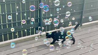 Cat Mia catching soap bubbles