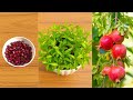 How to grow pomegranate tree from seeds at home || Grow pomegranate plant from seeds easy method