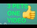 ALL 3 PETS IN ONE VIDEO! TURTLES AND DOG!