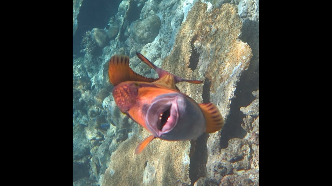 titan triggerfish attack youtube
