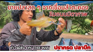 ขายปลาสดริมทางถนนมิตรภาพ ปลาจากเขื่อนลำตะคองสด ๆ จากเรือส่งถึงมือคุณ