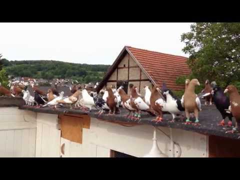 Kaftar Afghani افغانی کفتری - Afghanische Tauben Pigeon Germany