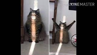 Cute Cursed Cat Images