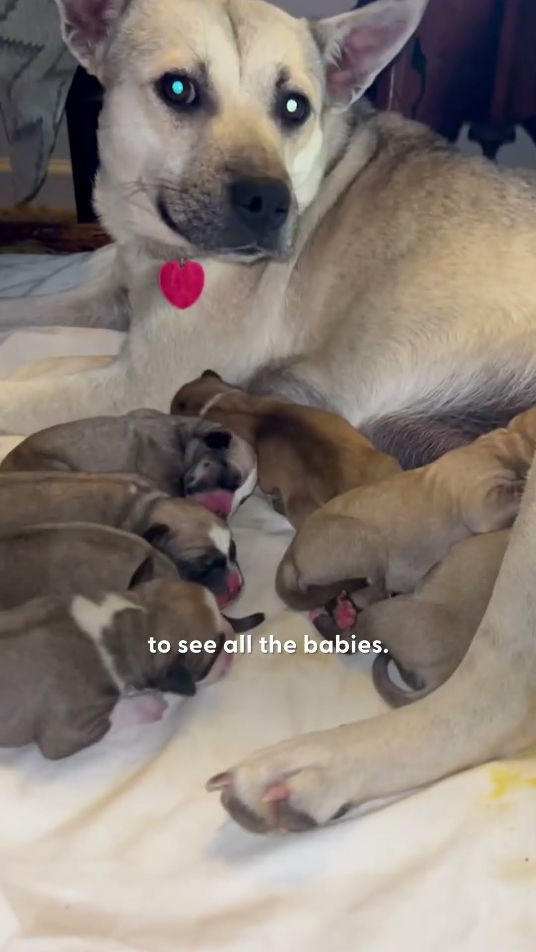 Super Pregnant Dog Was Rescued Just In Time | The Dodo