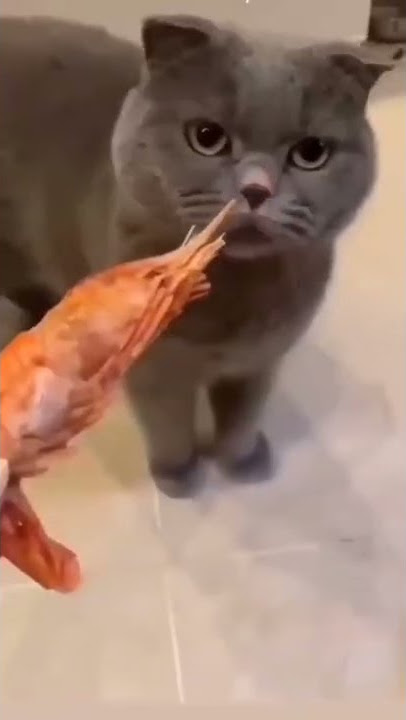 Video lucu bikin ngakak, ekspresi Kucing  british menolak udang  #Shorts