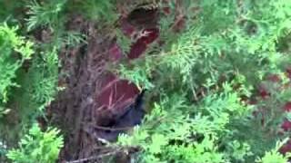 Grey catbird nest 5-30-2011