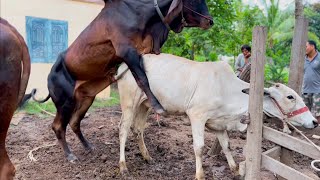 Breeding Brazilian Cows