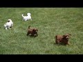 Cavapoo Puppies For Sale