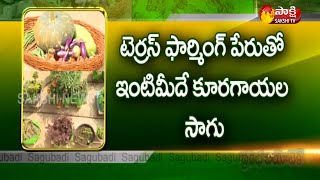 Terrace Vegetables Organic Farming | Terrace Farming Advantages | Sakshi Sagubadi | Sakshi TV screenshot 5