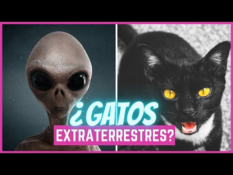 Vídeo: Por Qué A Los Gatos Les Encantan Los Platillos Voladores. - Vista Alternativa