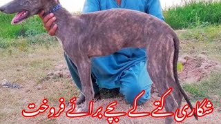 Tazi Dog Pupies Available For Sale In Pakistan | Working Breeds Dog |