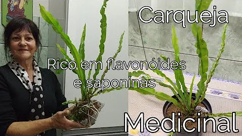 Como é que é um pé de carqueja?