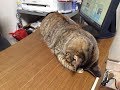 期待を裏切らない！最高に可愛い猫ちゃんの顔の表情&仕草が面白いｗ～The facial expression & gesture of cute cat's face is interesting.