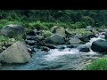 Peaceful River Sounds for Deep Sleep in a Deep Forest – Instant Calm