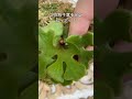 ビカクシダの胞子葉が貯水葉に飲み込まれないように必要なメンテナンス #ガーデニング